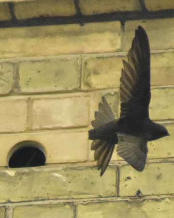 Check for swift nests before starting work on a roof
