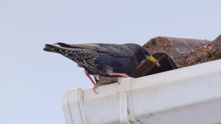 Roof nesting bird blog.png
