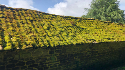 Moss on roof (1).png
